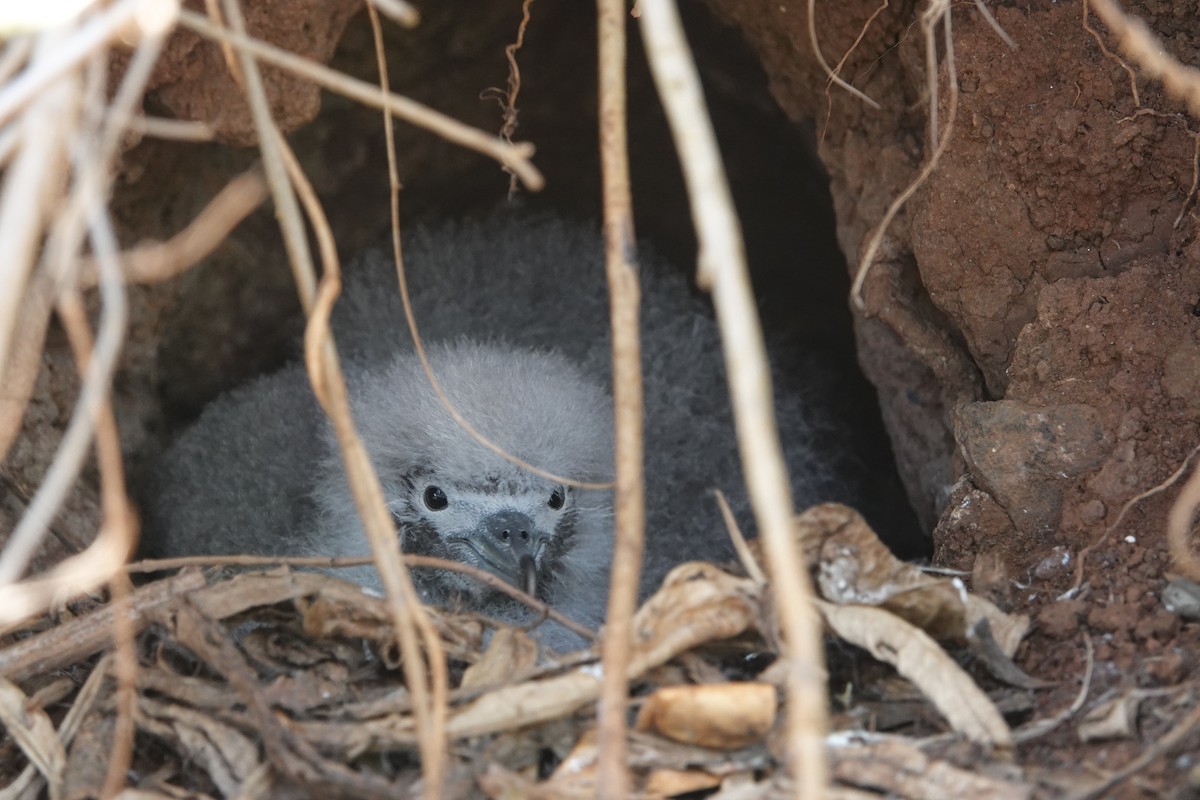Wedge-tailed Shearwater - ML642552070