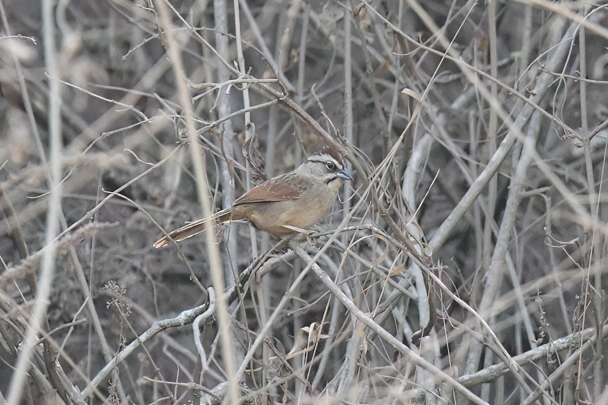 Rusty Sparrow - ML642552091