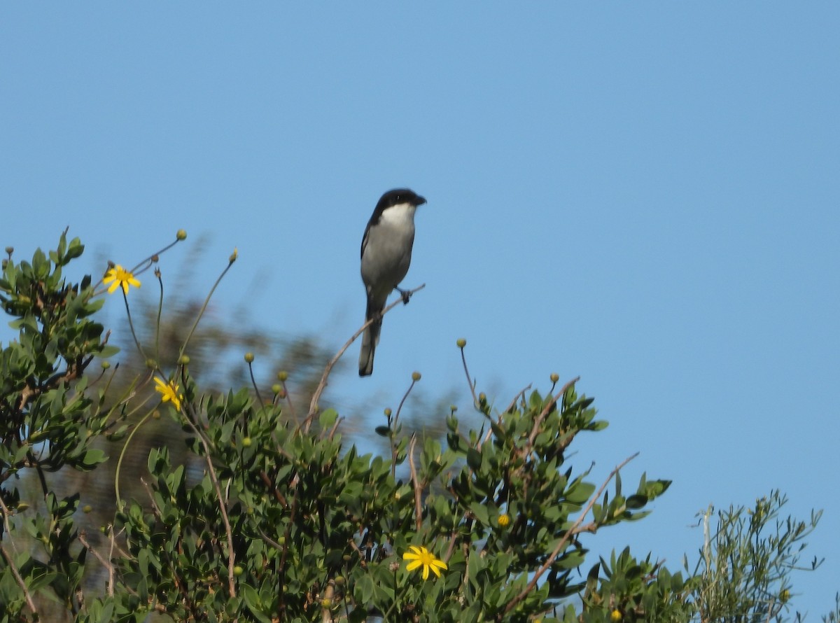 Southern Fiscal - ML642552109