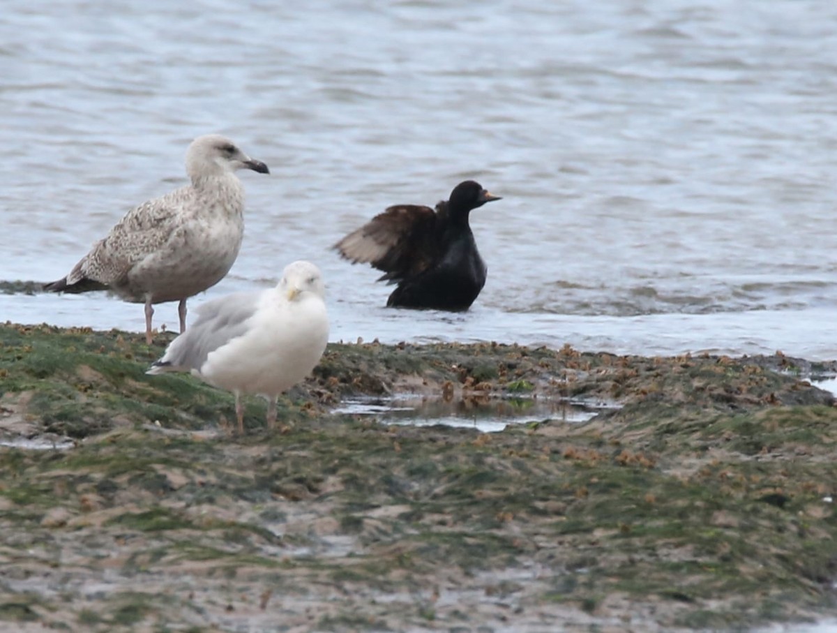 Common Scoter - ML642552121