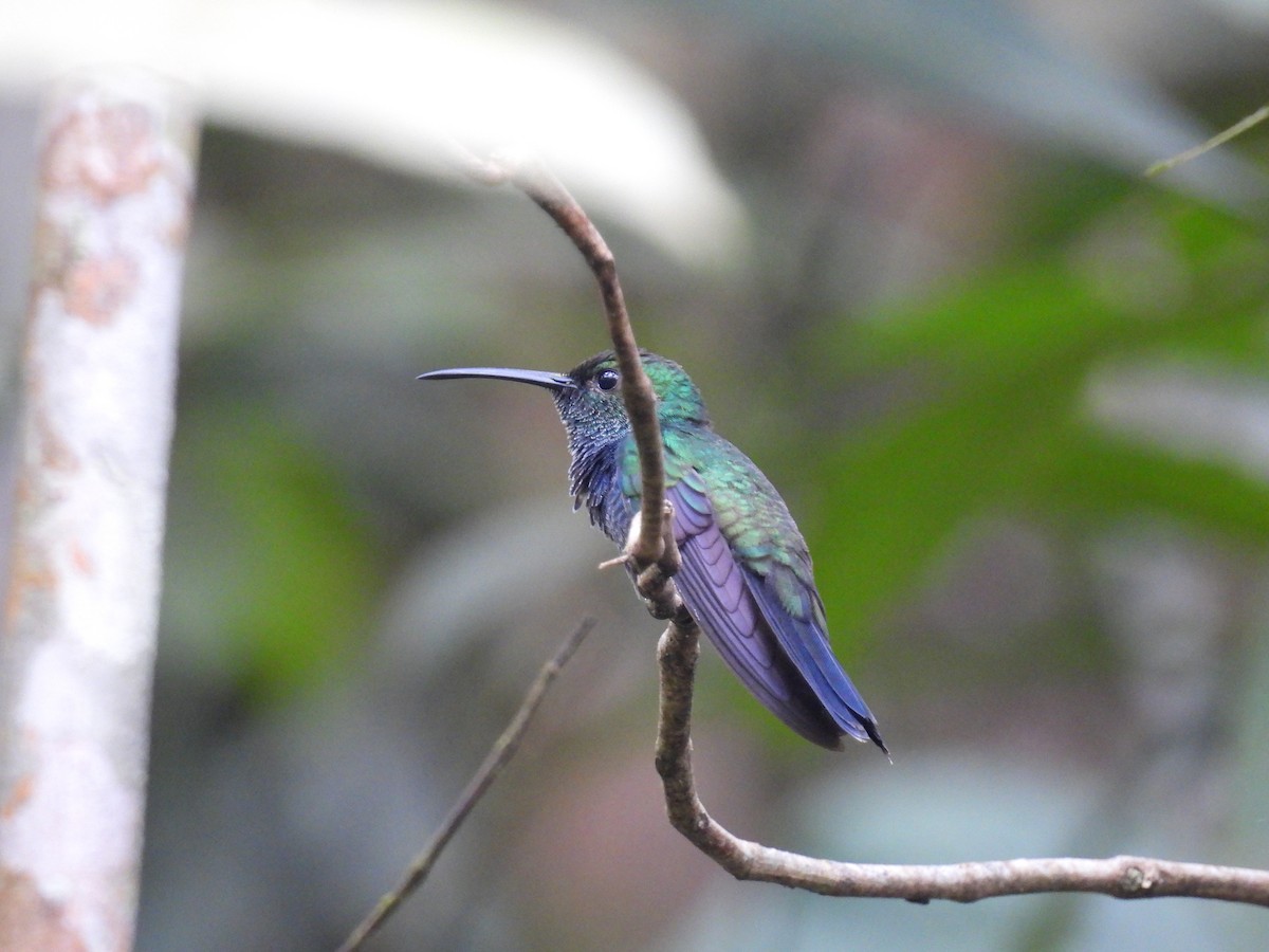Golden-tailed Sapphire - ML642552122
