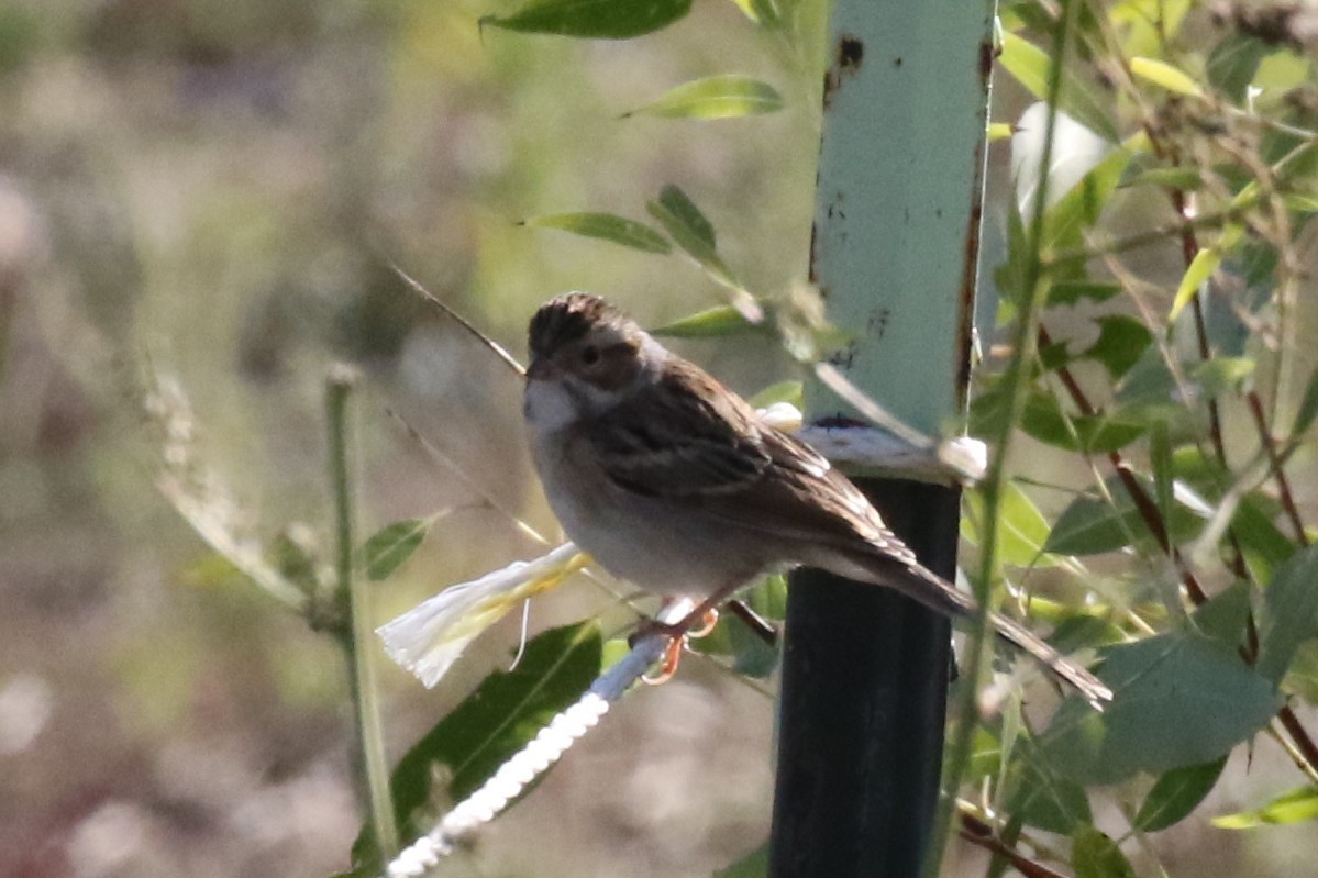 Clay-colored Sparrow - ML642552126