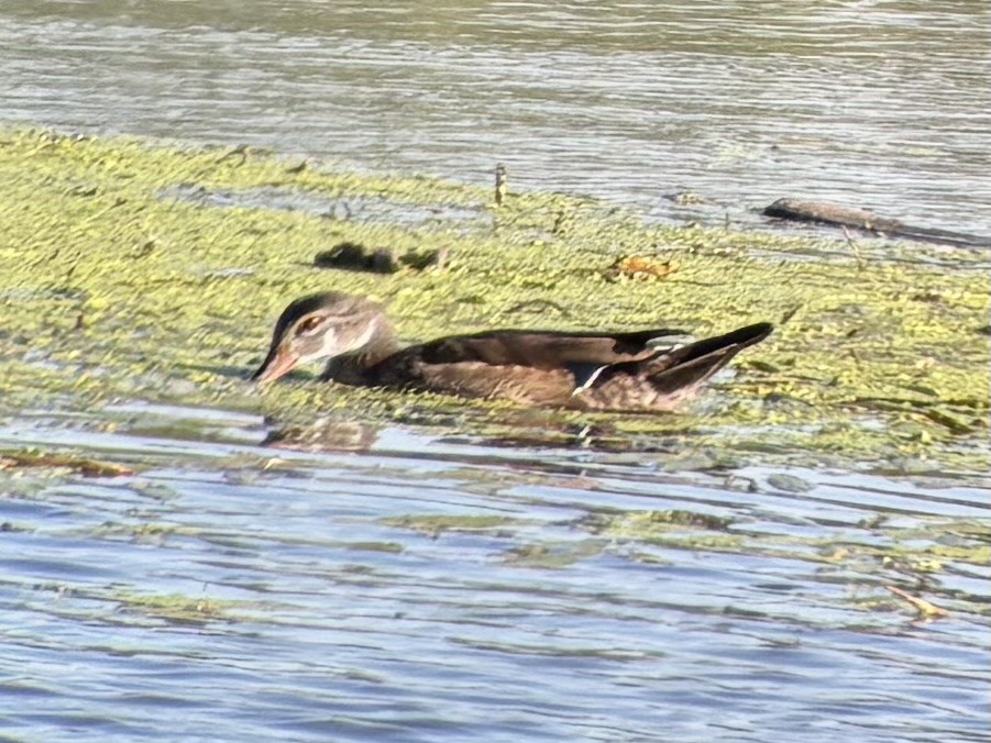 Wood Duck - ML642552135