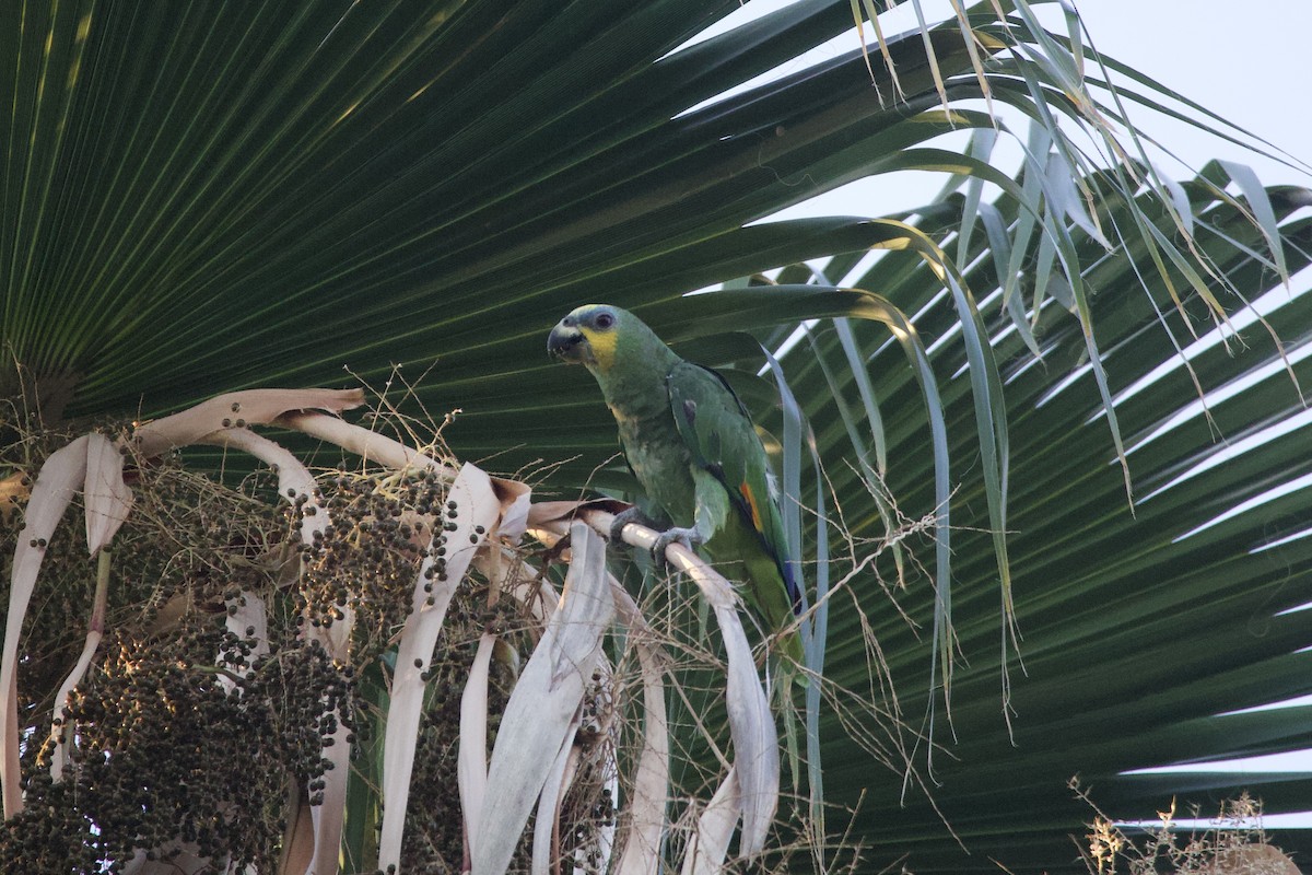 Orange-winged Amazon - ML642552153