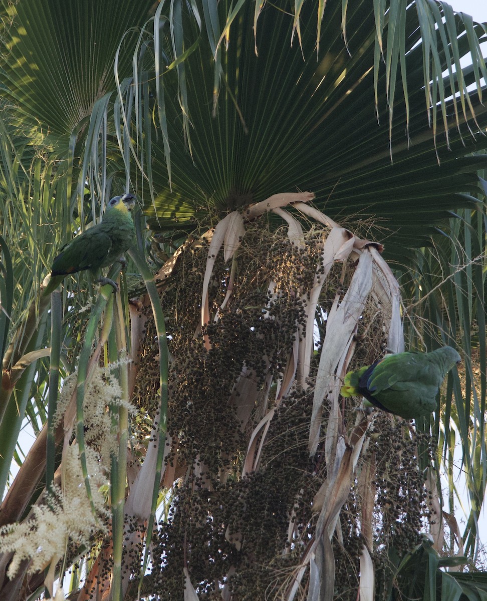 Orange-winged Amazon - ML642552154