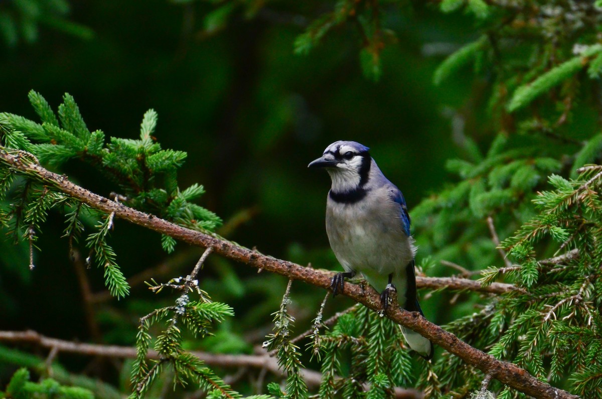 Blue Jay - ML64255221