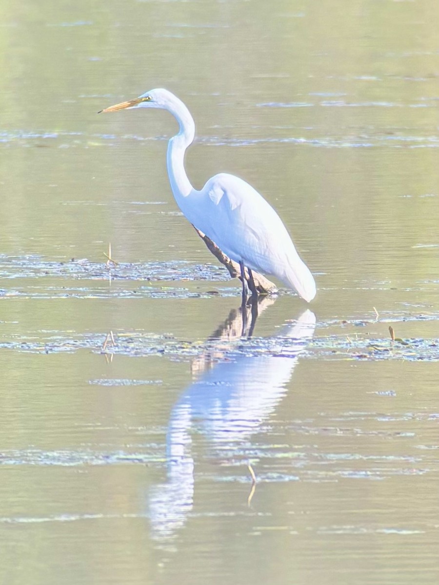Great Egret - ML642552221
