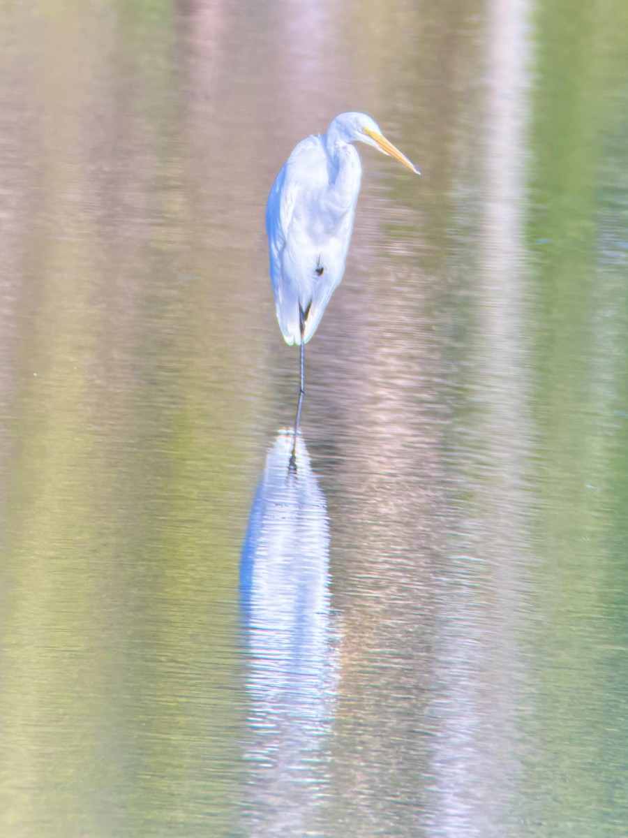 Great Egret - ML642552222
