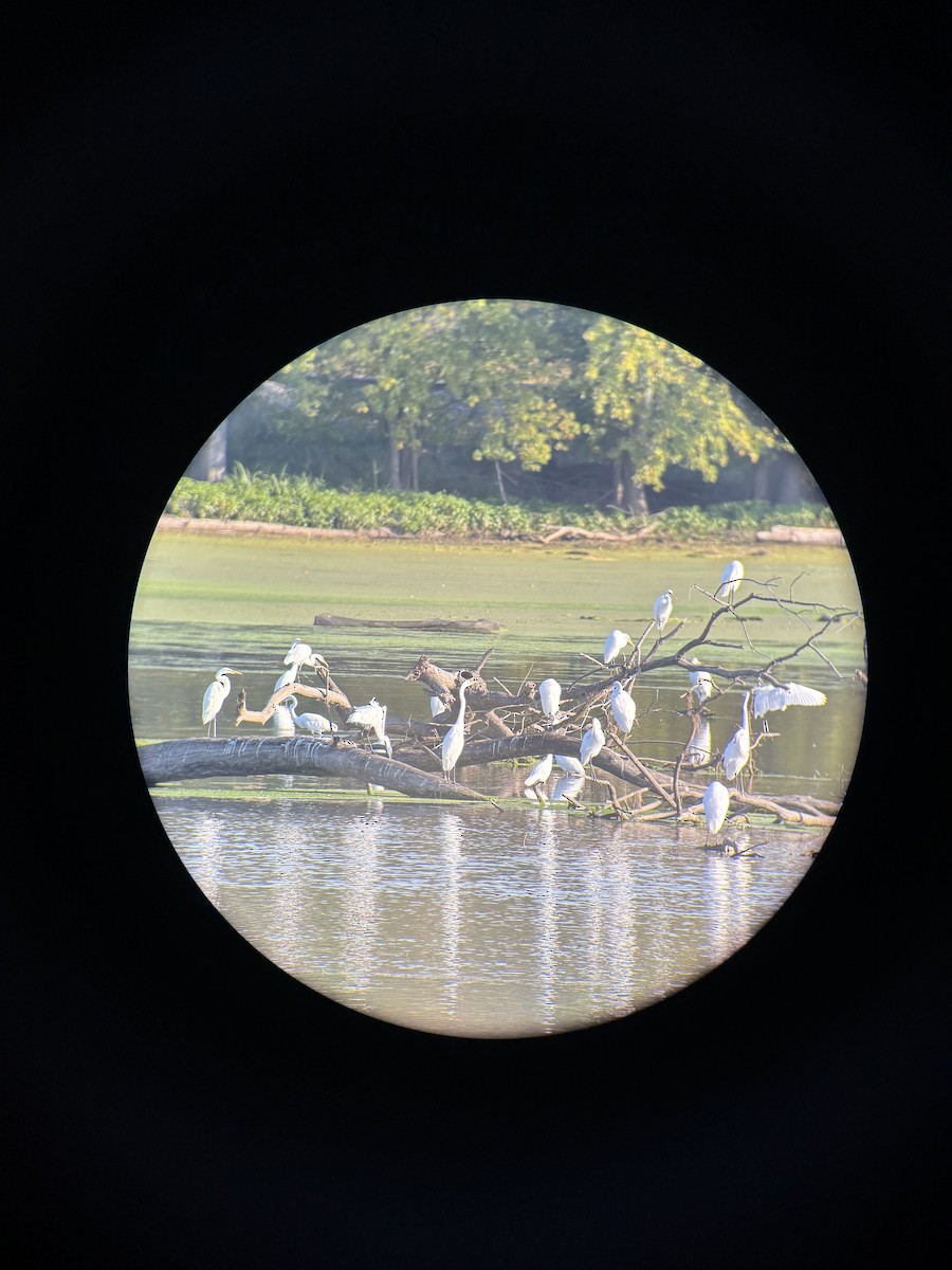Great Egret - ML642552223