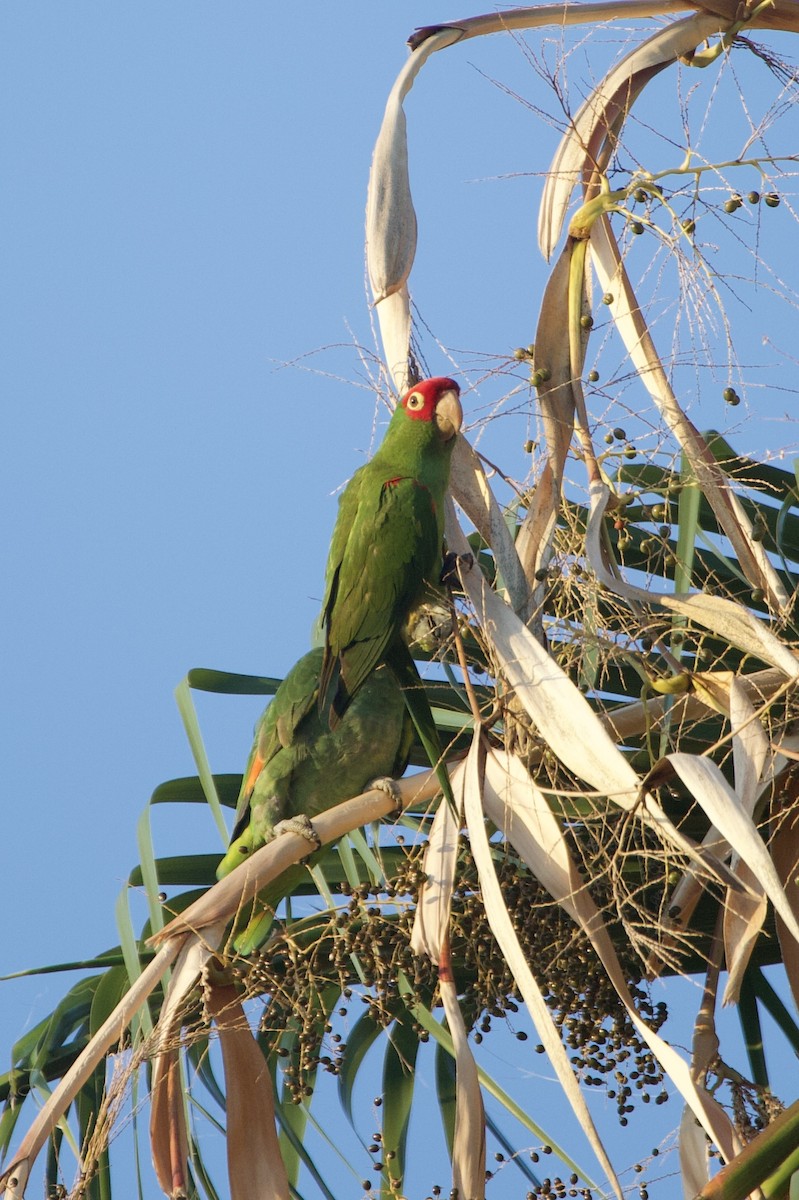 Red-masked Parakeet - ML642552239