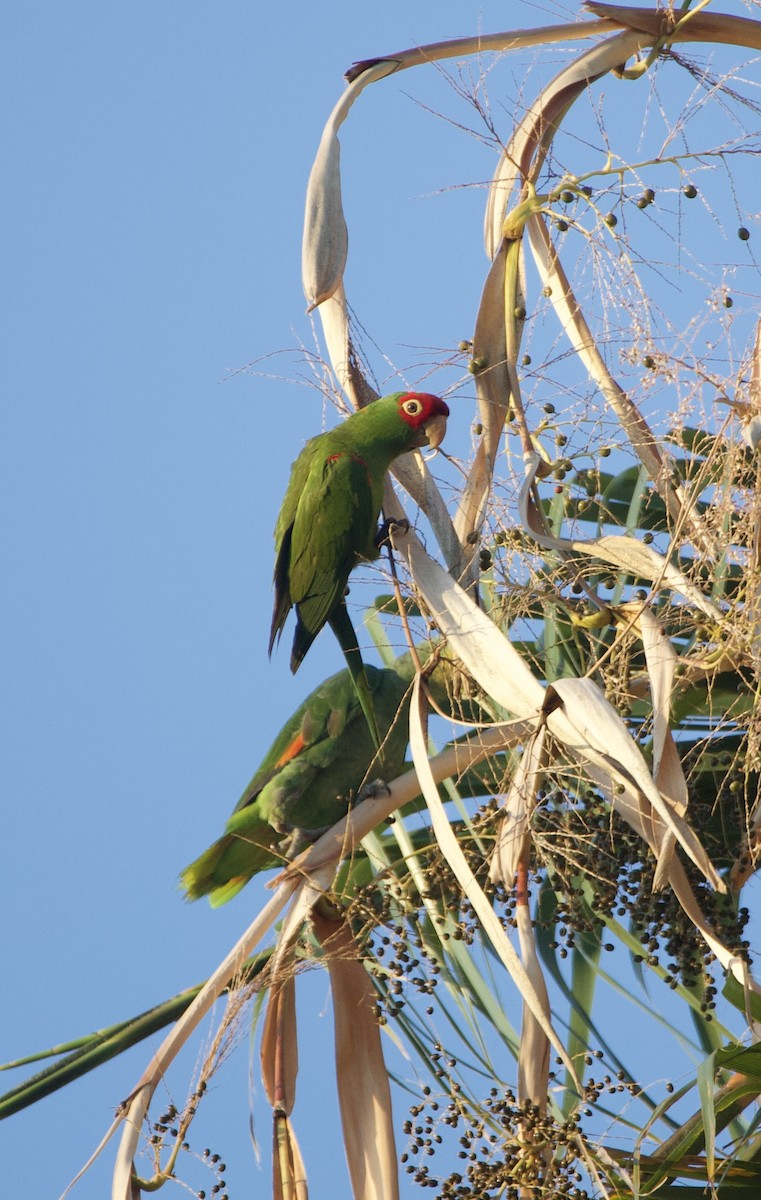 Red-masked Parakeet - ML642552240