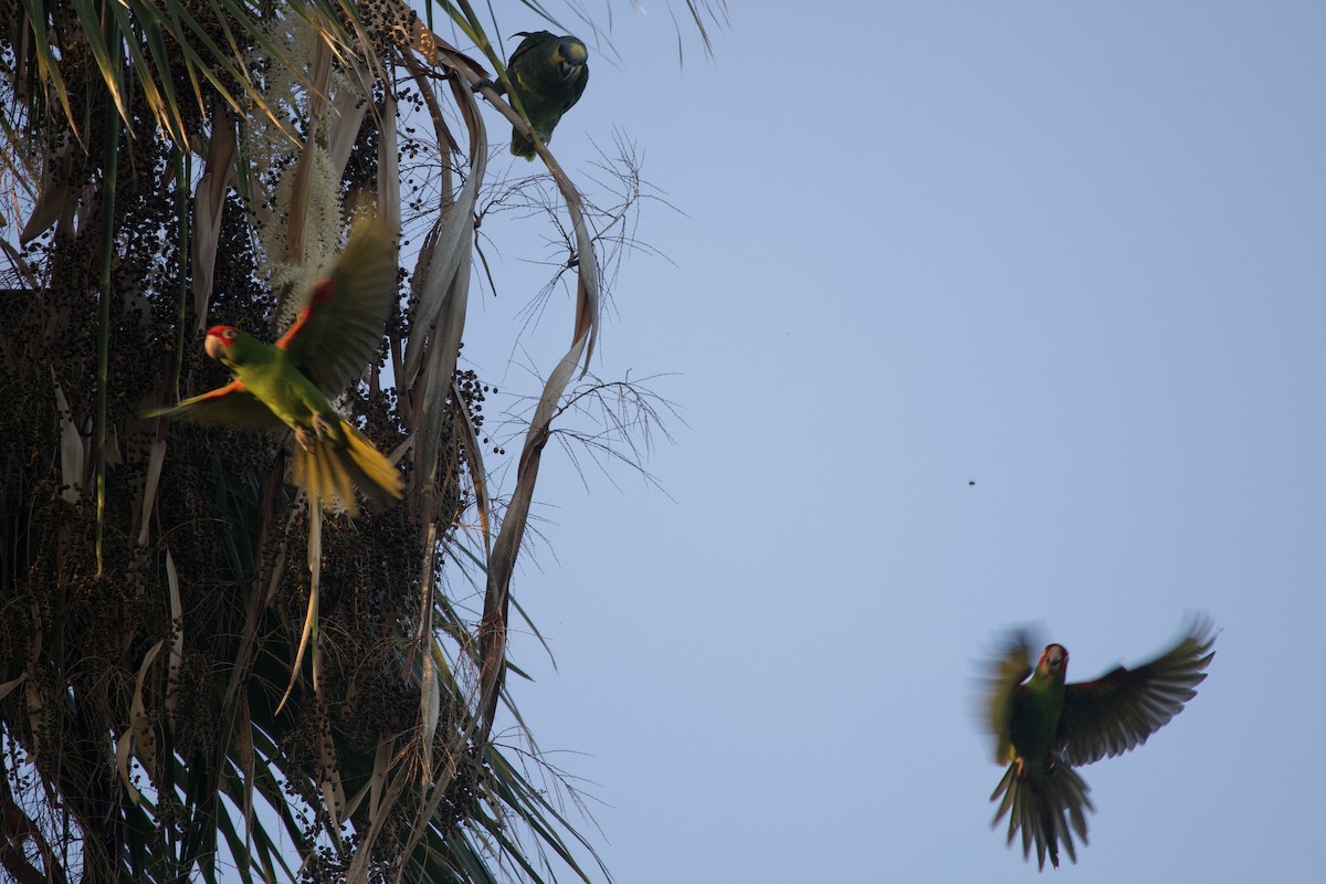 Red-masked Parakeet - ML642552241