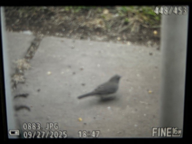 Dark-eyed Junco - ML642552255
