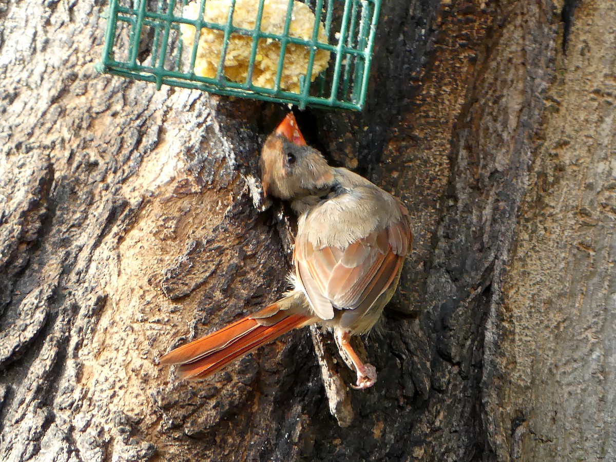 Cardinal rouge - ML642552256