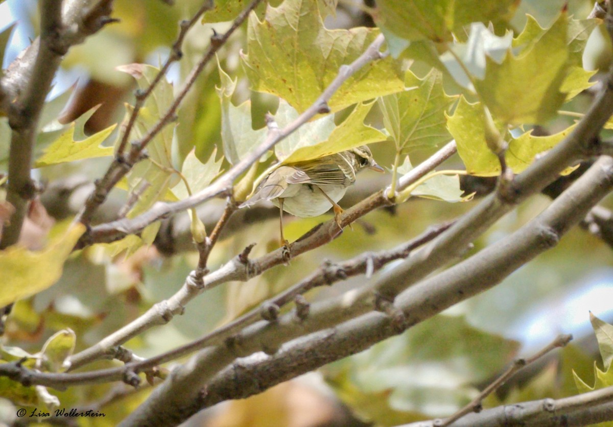 Arctic Warbler - ML642552276