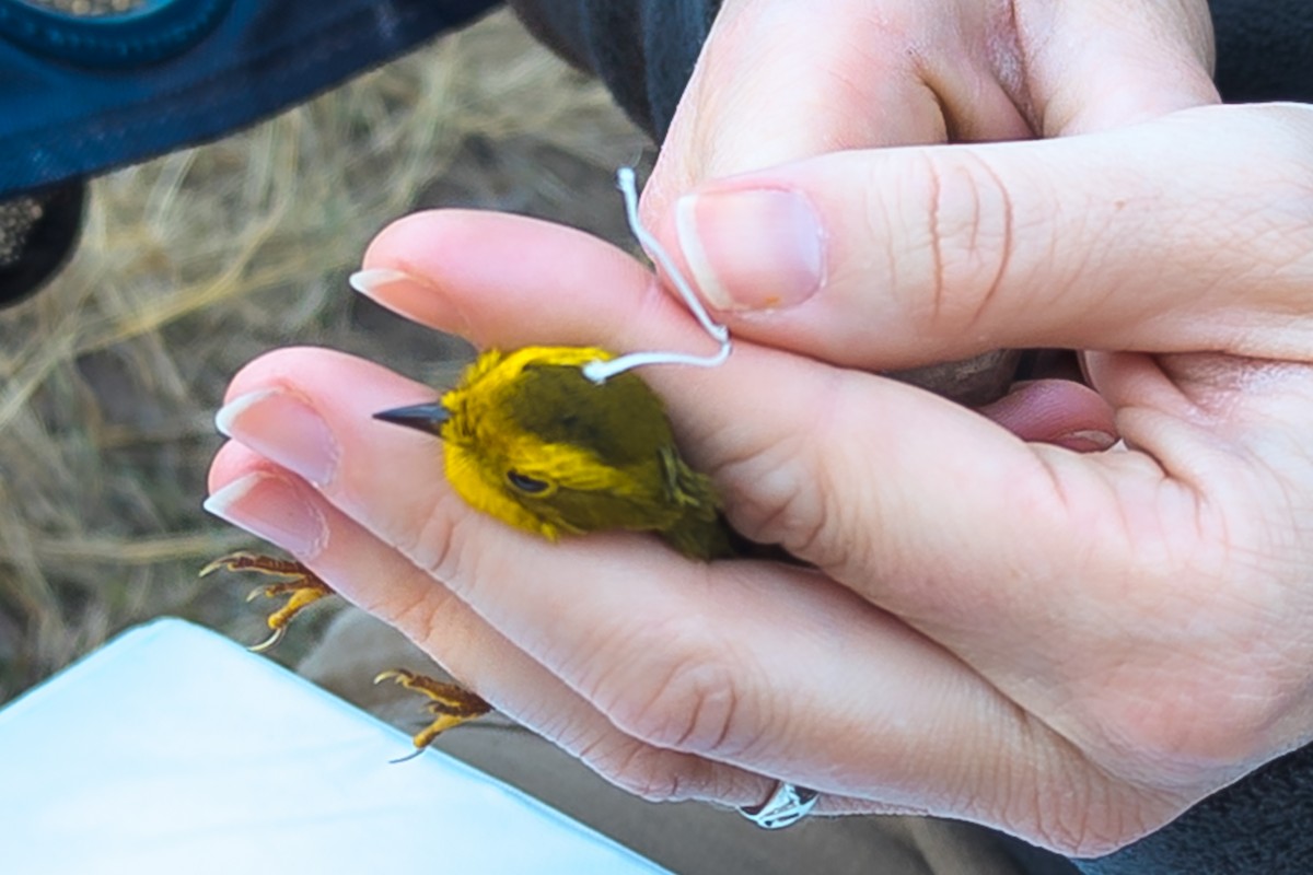 Wilson's Warbler - ML642552284