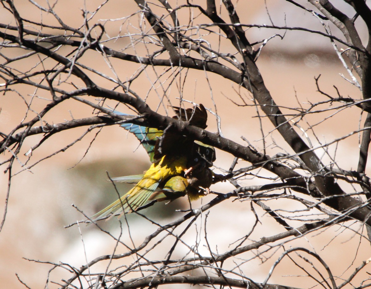 Burrowing Parakeet - ML642552303