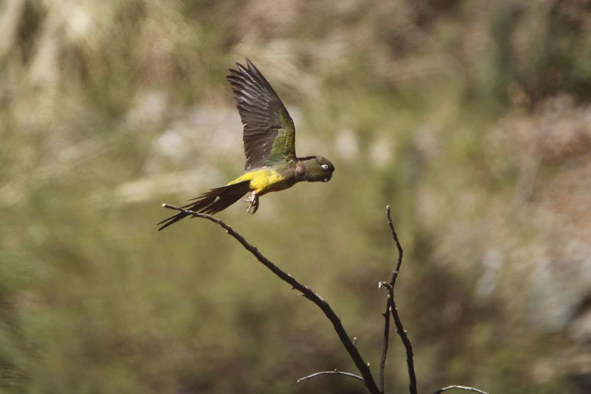 Burrowing Parakeet - ML642552304