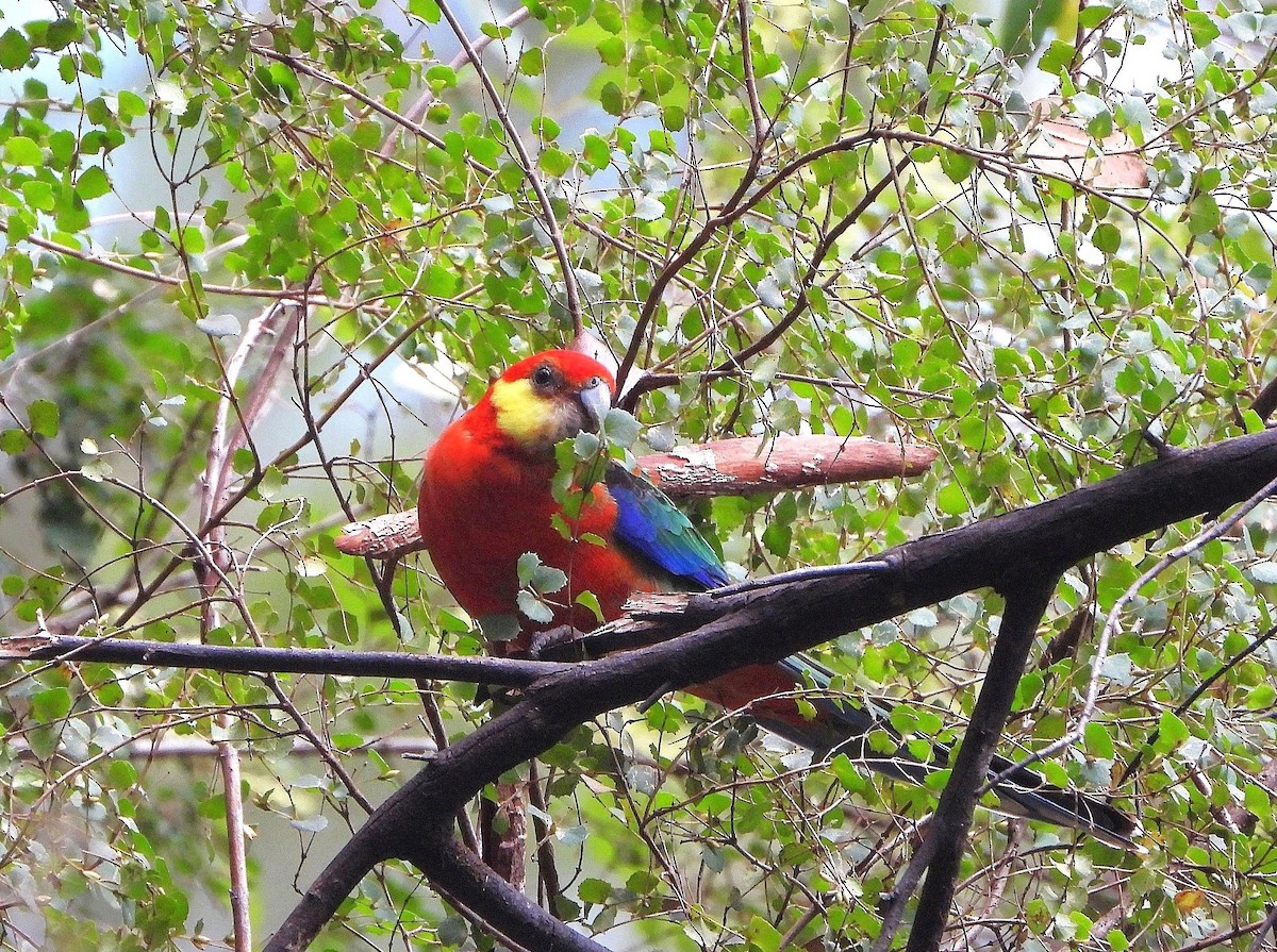 Western Rosella - ML642552402