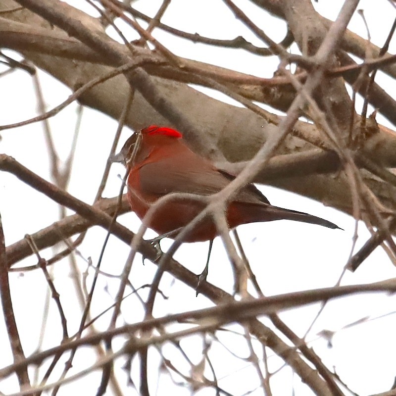 Red-crested Finch - ML642552417
