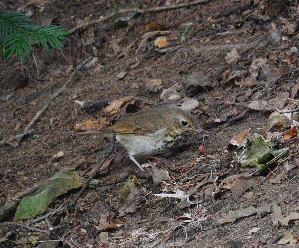 Hermit Thrush - ML642552431