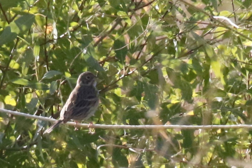Vesper Sparrow - ML642552451