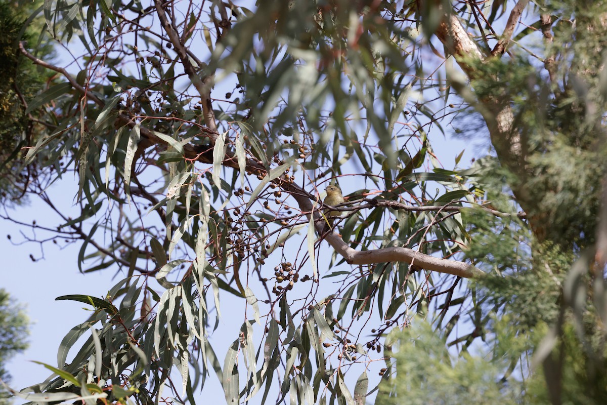 Yellow Thornbill - ML642552475