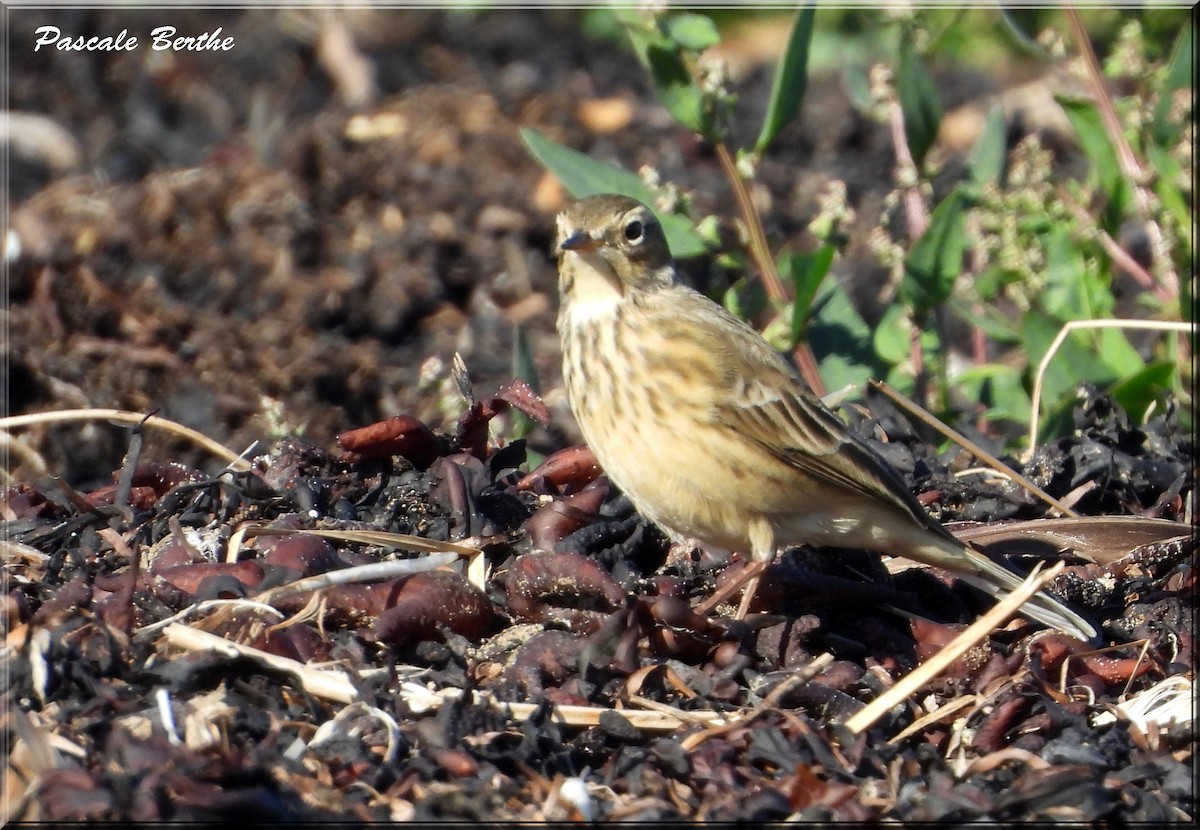 Pipit d'Amérique - ML642552491