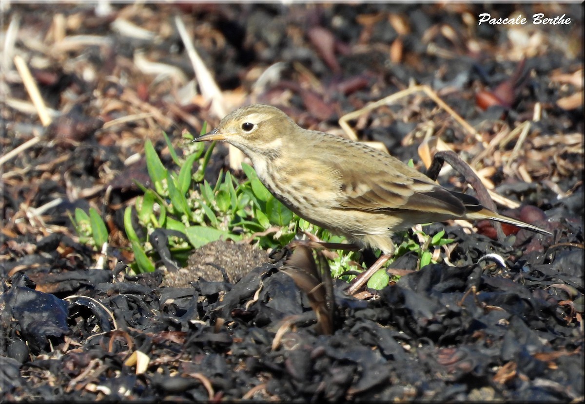 Pipit d'Amérique - ML642552493