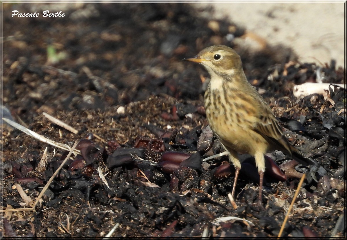 Pipit d'Amérique - ML642552494