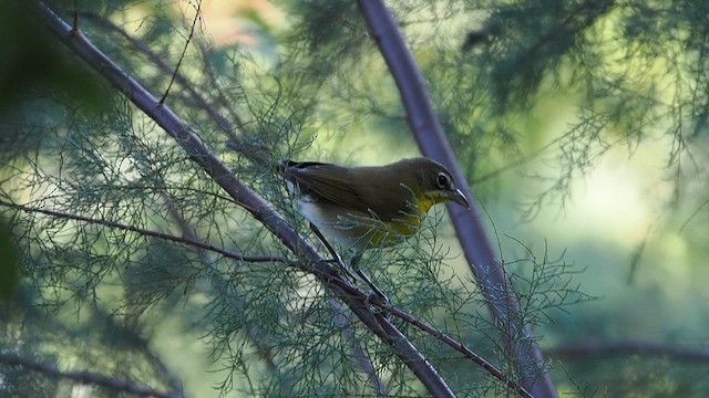 Yellow-breasted Chat - ML642552506
