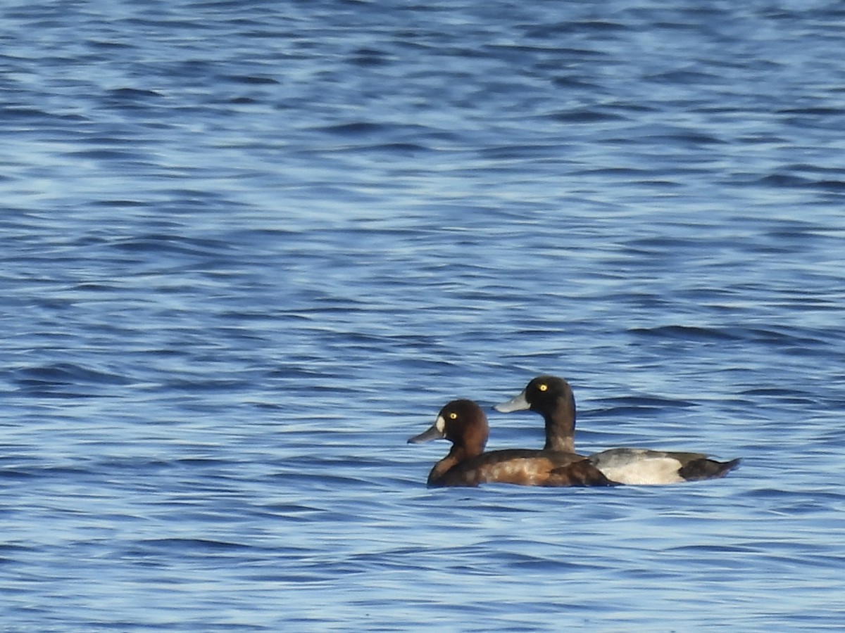 Lesser Scaup - ML642552539