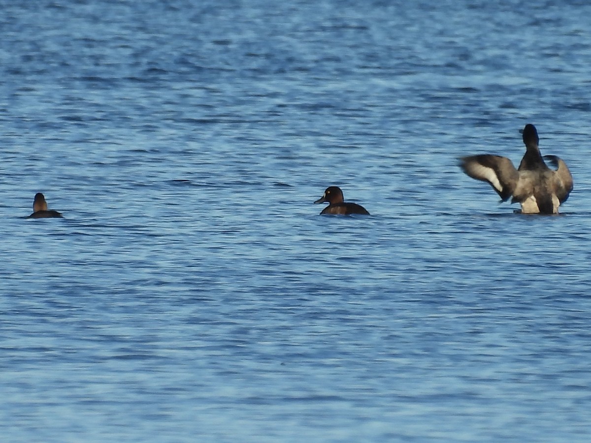 Lesser Scaup - ML642552541