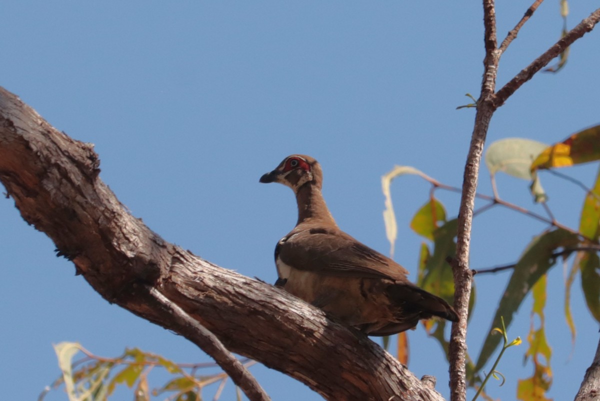 Partridge Pigeon - ML642552570