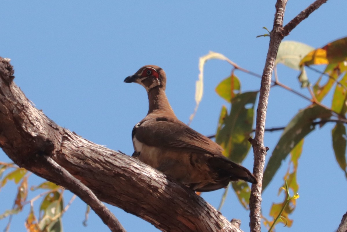 Partridge Pigeon - ML642552571