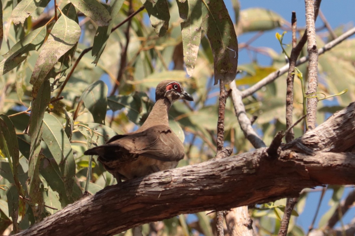 Partridge Pigeon - ML642552572