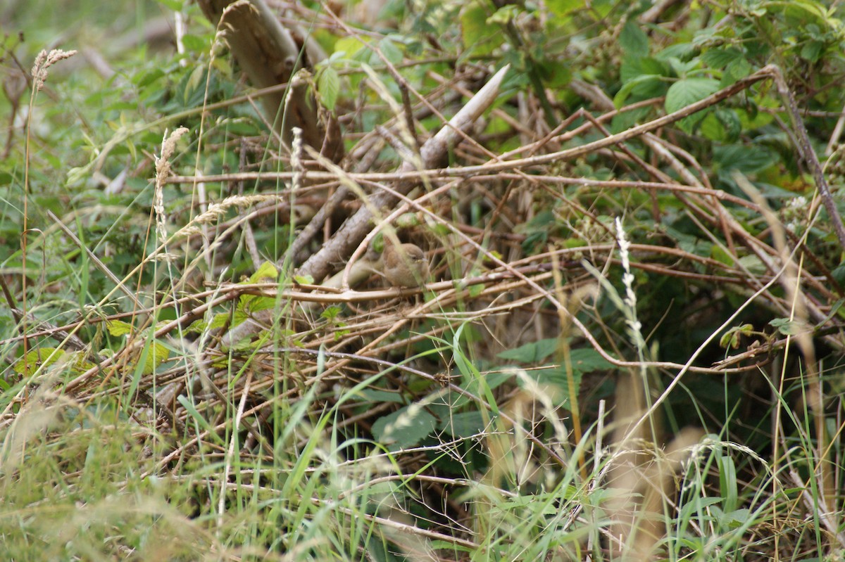 Eurasian Wren - ML642552574