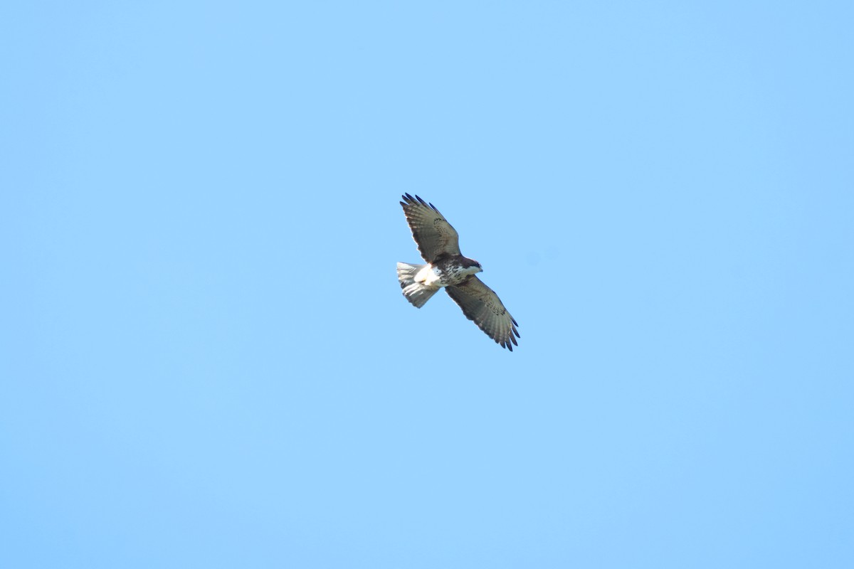 White-throated Hawk - ML642552588