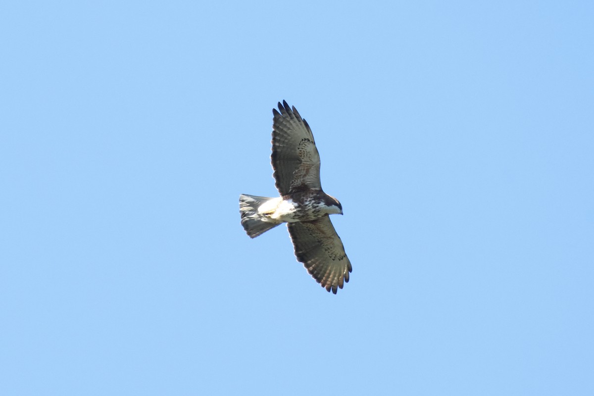 White-throated Hawk - ML642552589
