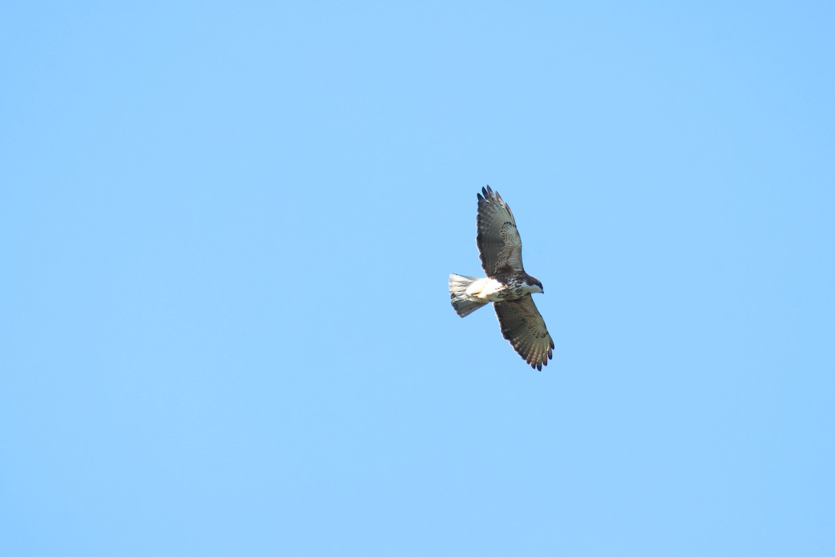 White-throated Hawk - ML642552590