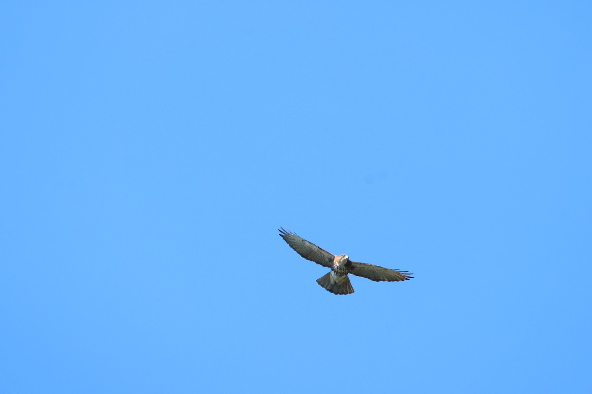 White-throated Hawk - ML642552591