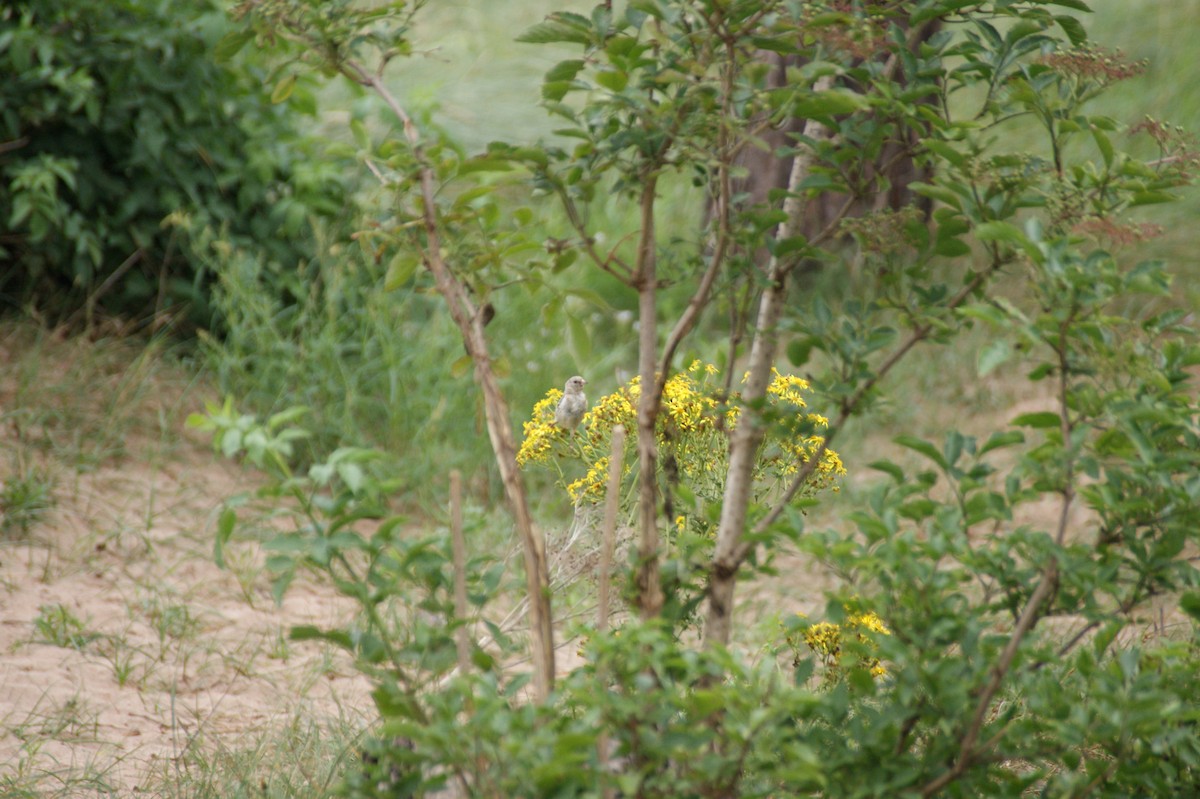 European Goldfinch - ML642552595
