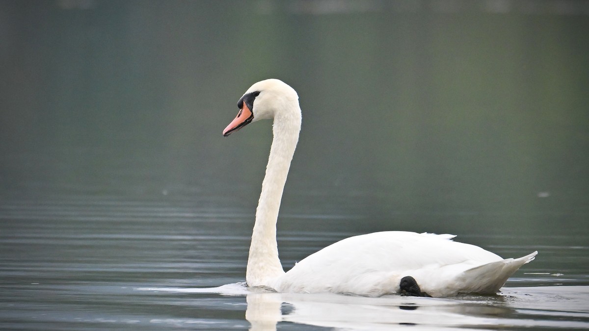 Mute Swan - ML642552616