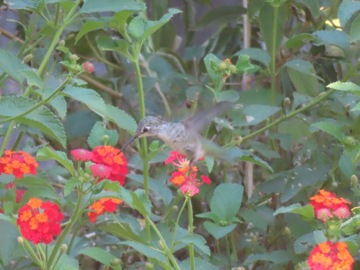 hummingbird sp. - ML642552641