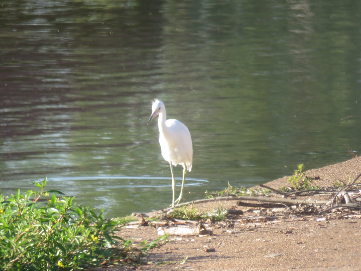 Little Blue Heron - ML642552644