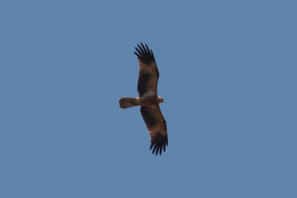 Whistling Kite - ML642552648