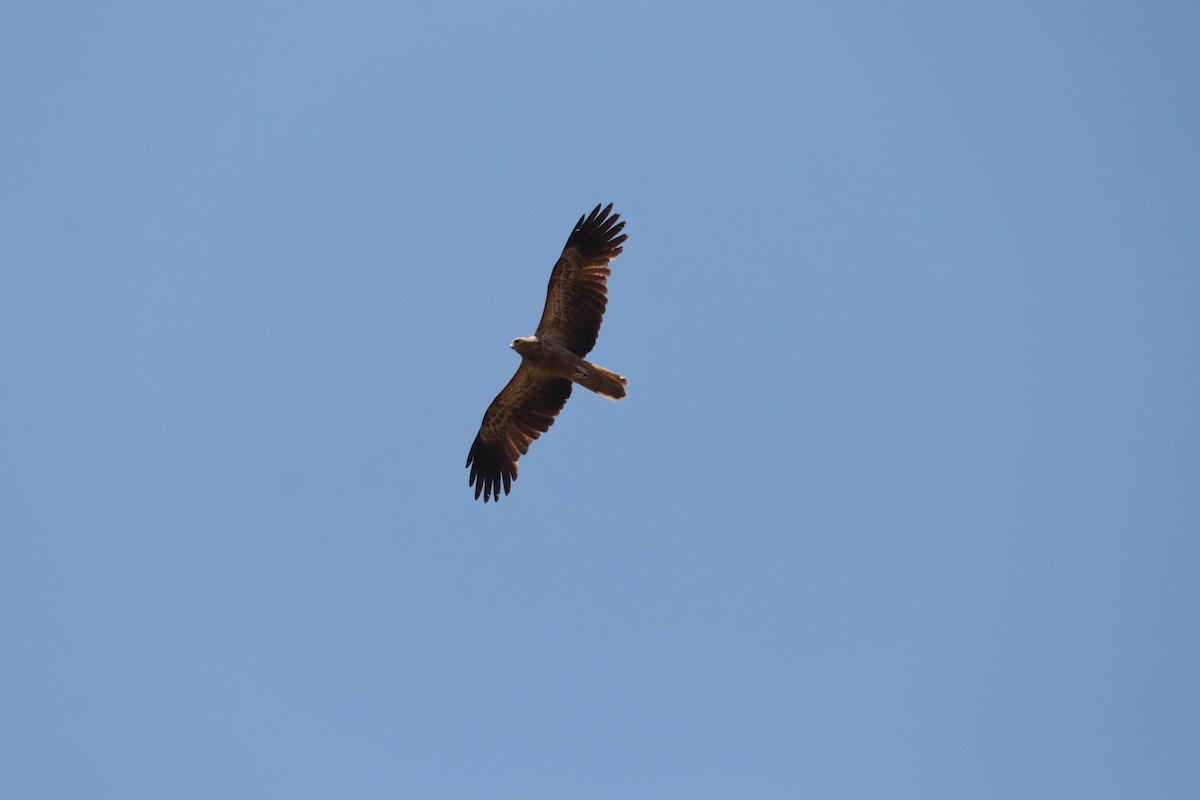 Whistling Kite - ML642552650