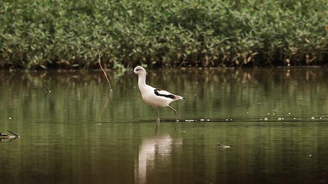 American Avocet - ML642552652