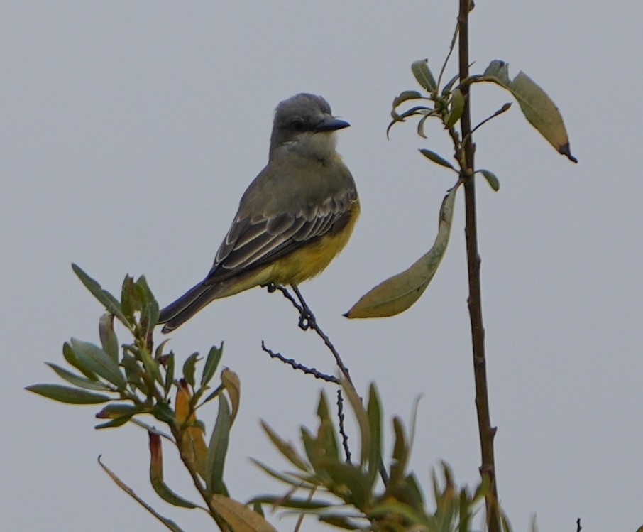 Tropical Kingbird - ML642552655