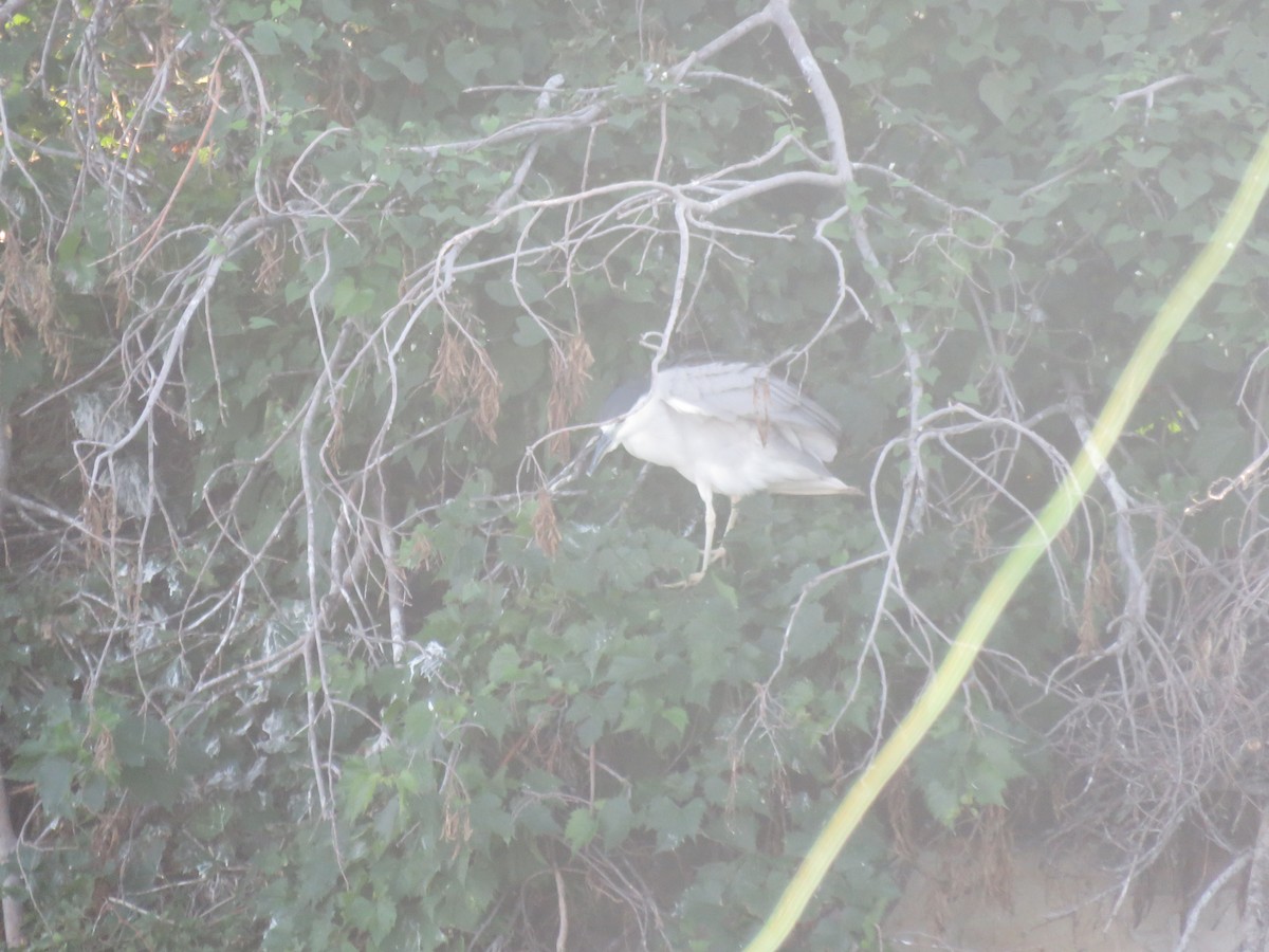 Black-crowned Night Heron - ML642552673